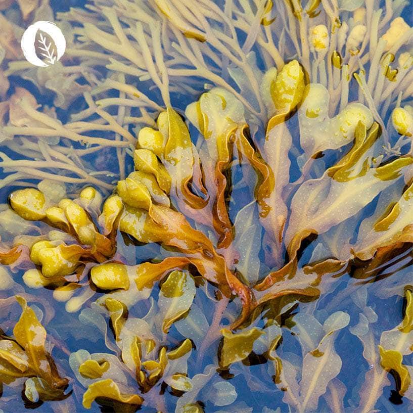 InnoNature Kapseln Bio Jod Kapseln: Knotentang